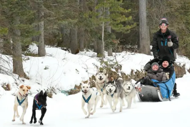 From Horses to Huskies...