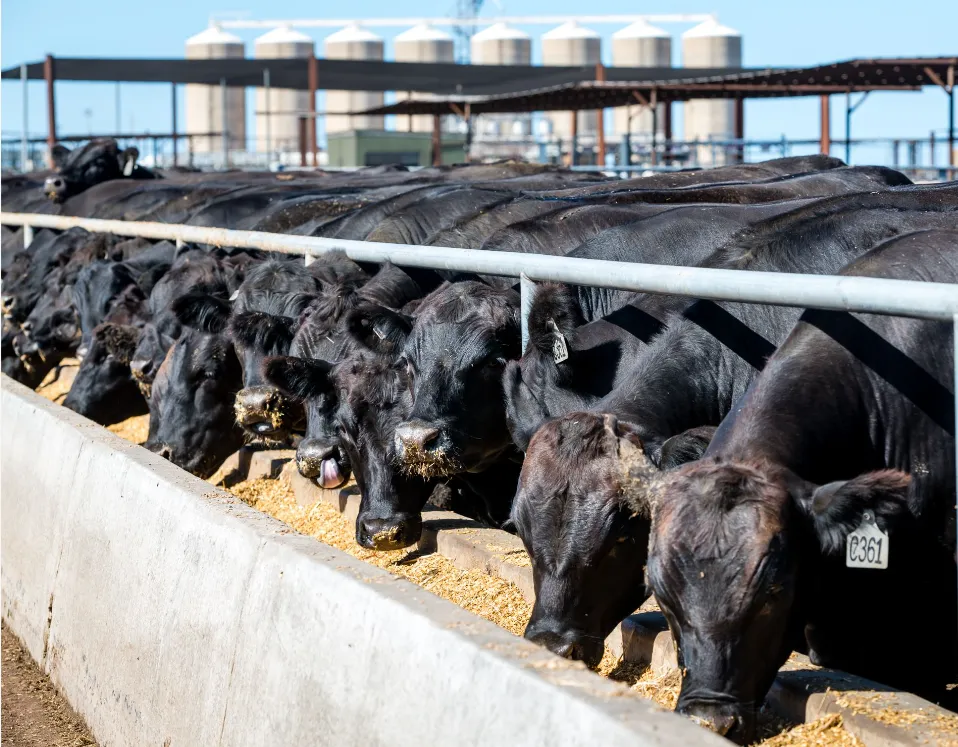 Pen Riders | RFTTEJOBS